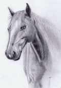 Untitled Horse Sketch