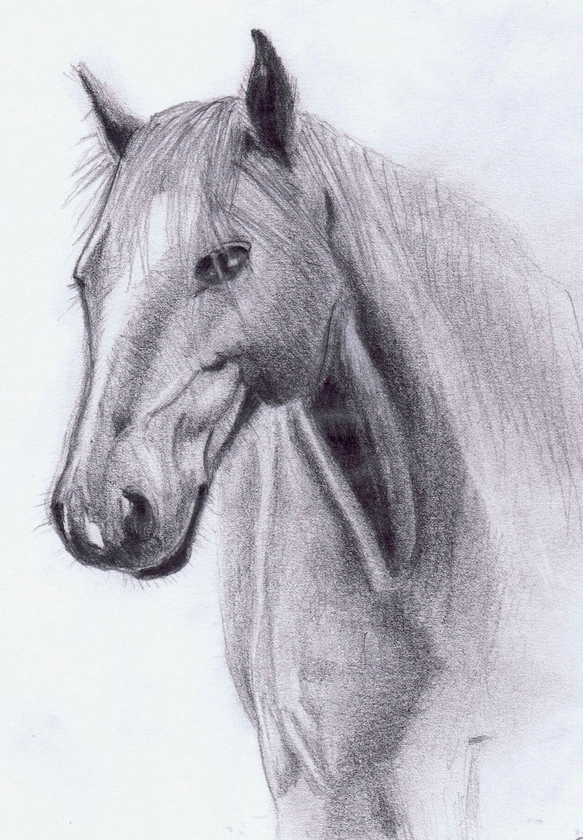 Untitled Horse Sketch